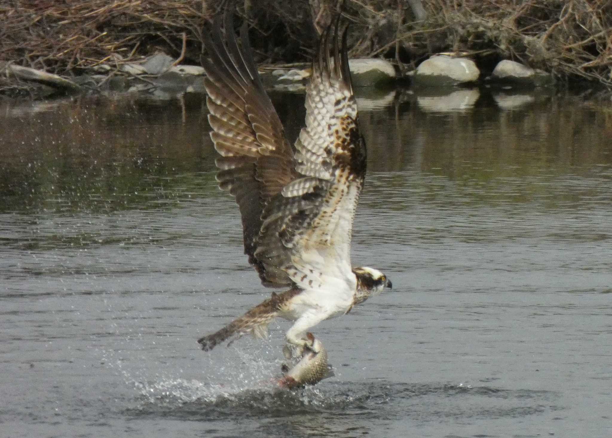 Osprey