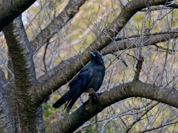 Thu, 1/26/2023 Birding report at 横浜市立金沢自然公園