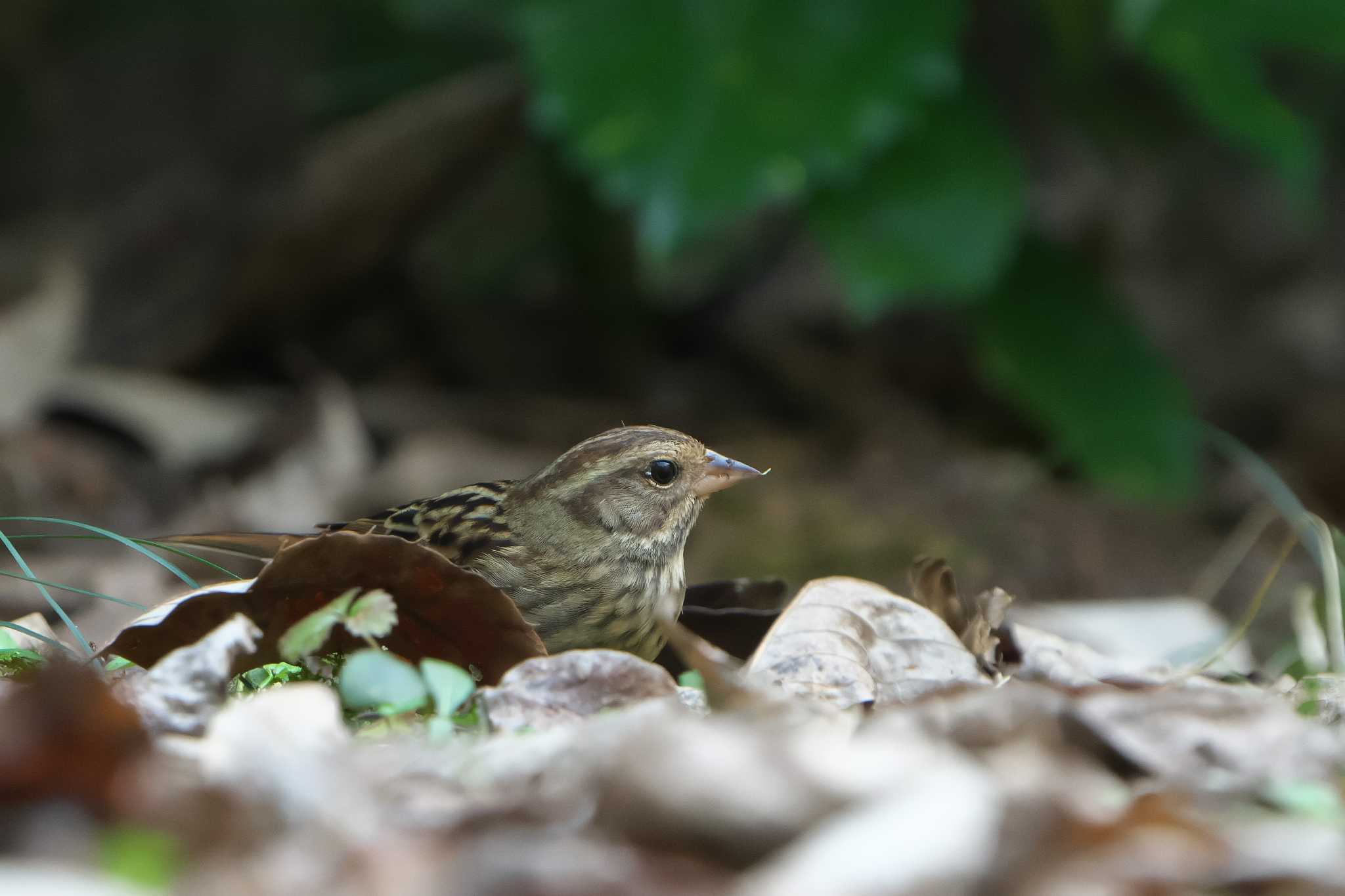 Grey Bunting