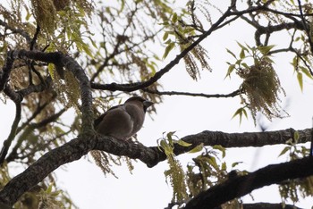 Hawfinch 泉の森公園 Sat, 4/7/2018