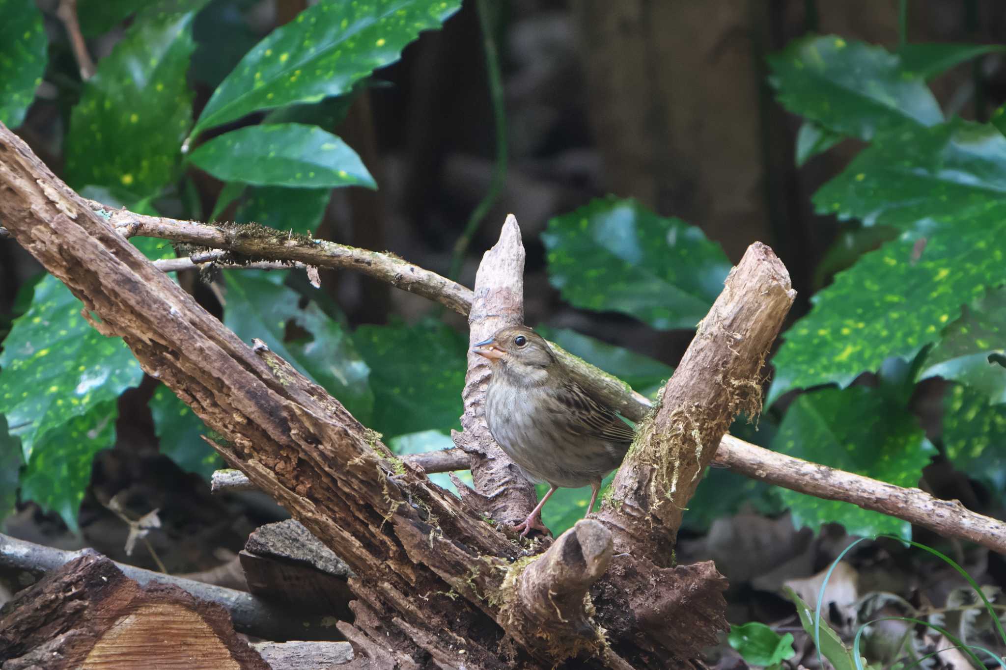 Grey Bunting