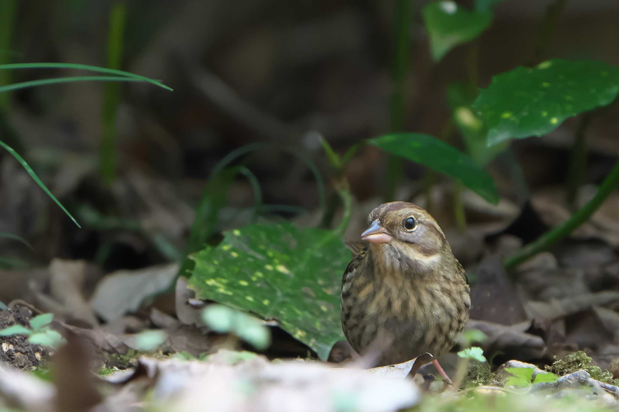 Grey Bunting