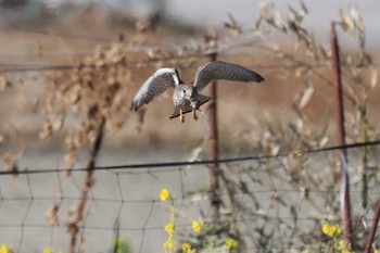 チョウゲンボウ 鍋田干拓地 2023年1月22日(日)