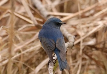 2023年1月27日(金) 北本自然観察公園の野鳥観察記録