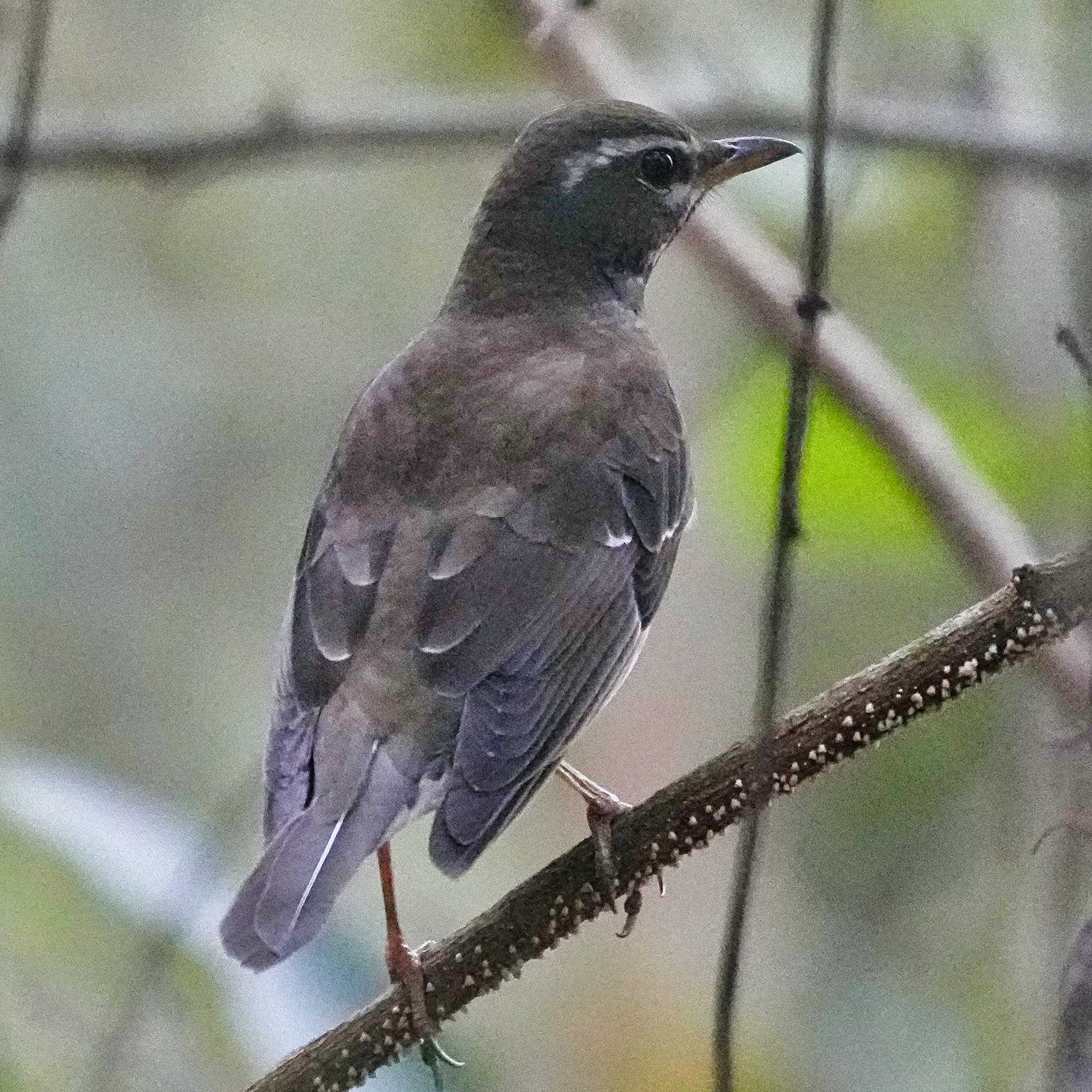 Eyebrowed Thrush