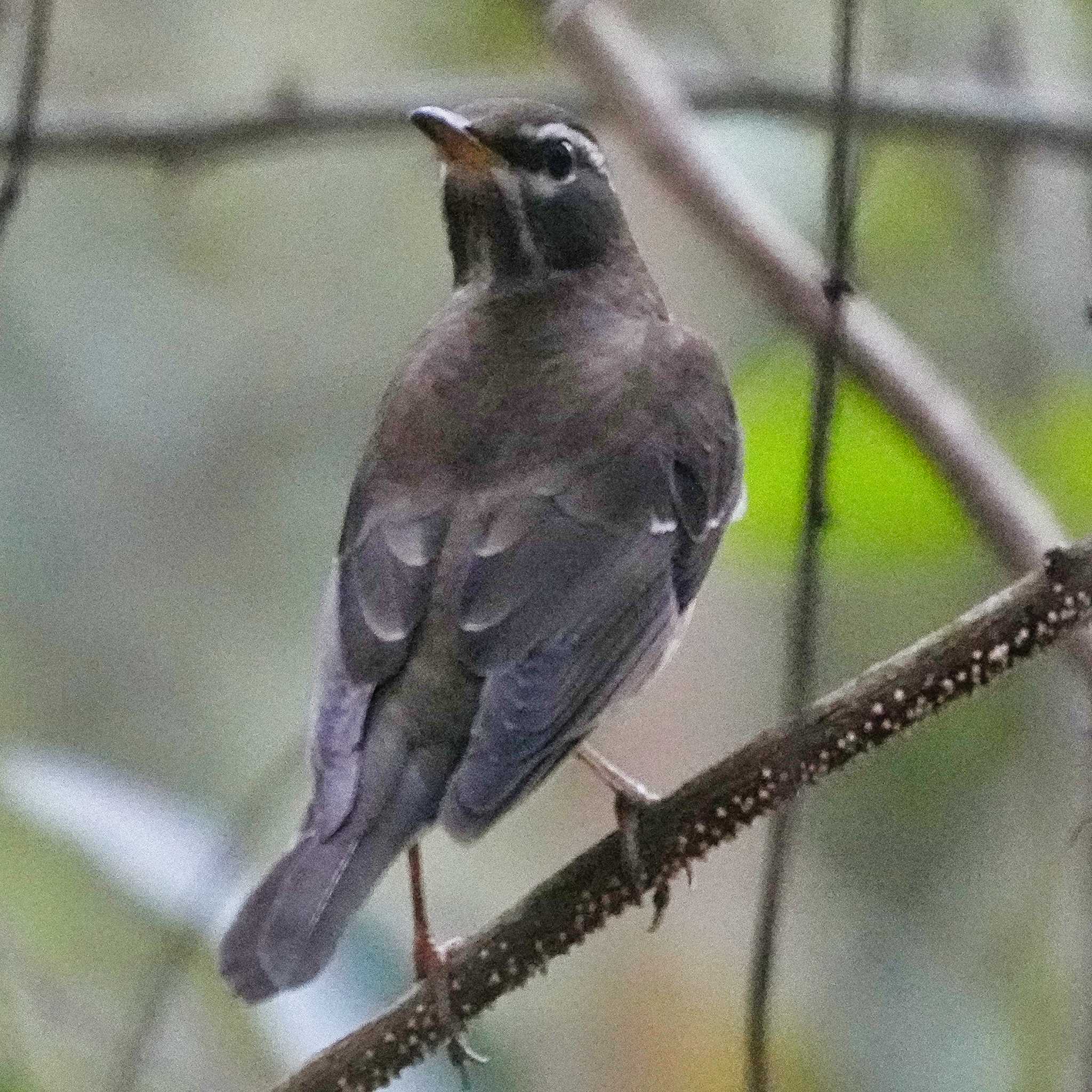 Photo of Eyebrowed Thrush at Khao Mai Keao Reservation Park by span265