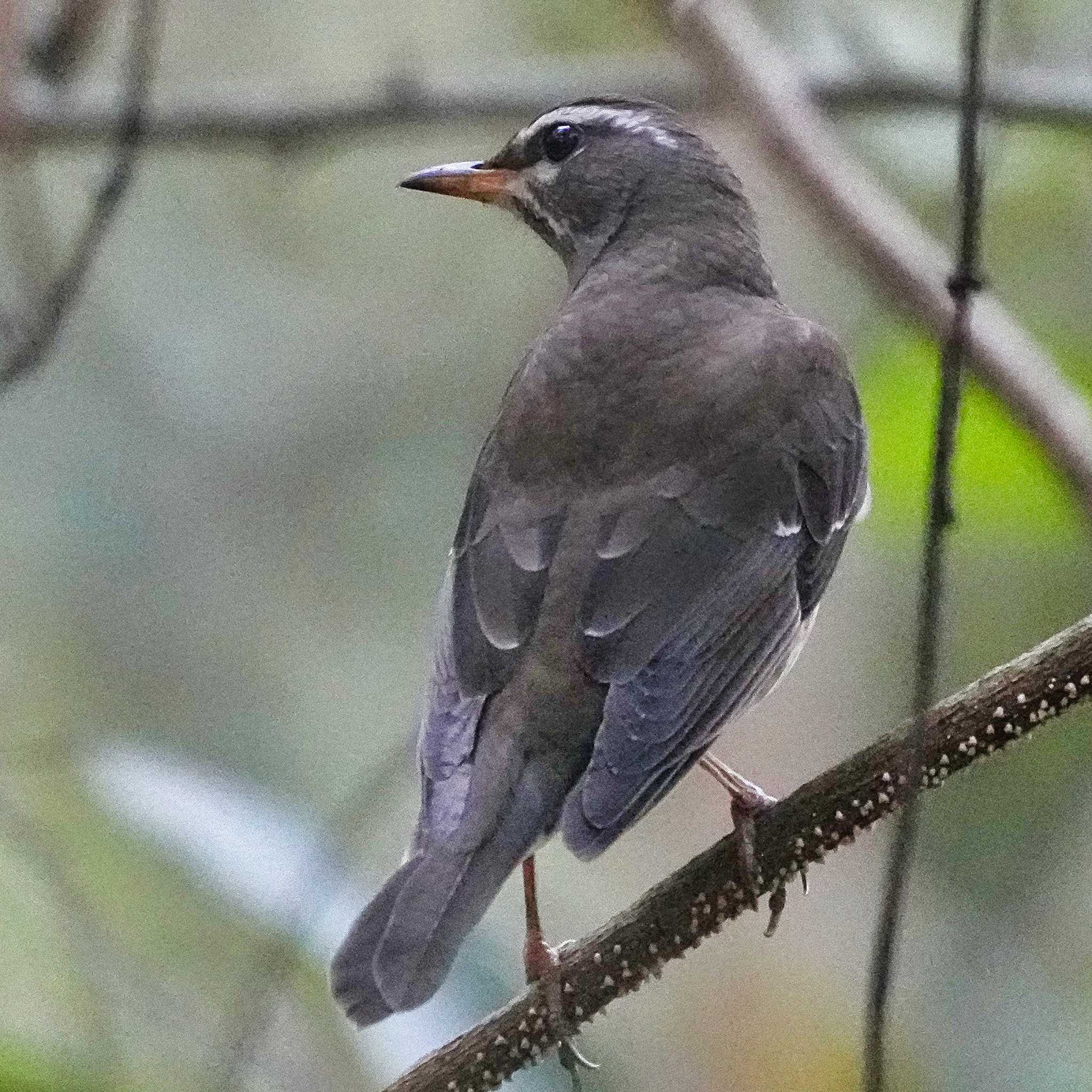 Eyebrowed Thrush