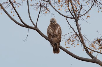 Rough-legged Buzzard Unknown Spots Fri, 1/27/2023