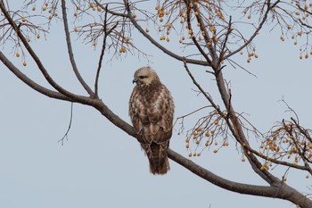 Rough-legged Buzzard Unknown Spots Fri, 1/27/2023