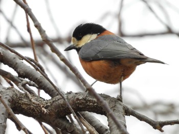 2023年1月27日(金) 東松山市の野鳥観察記録