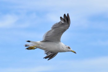 Black-tailed Gull 本宮ロードパーク Fri, 8/12/2022