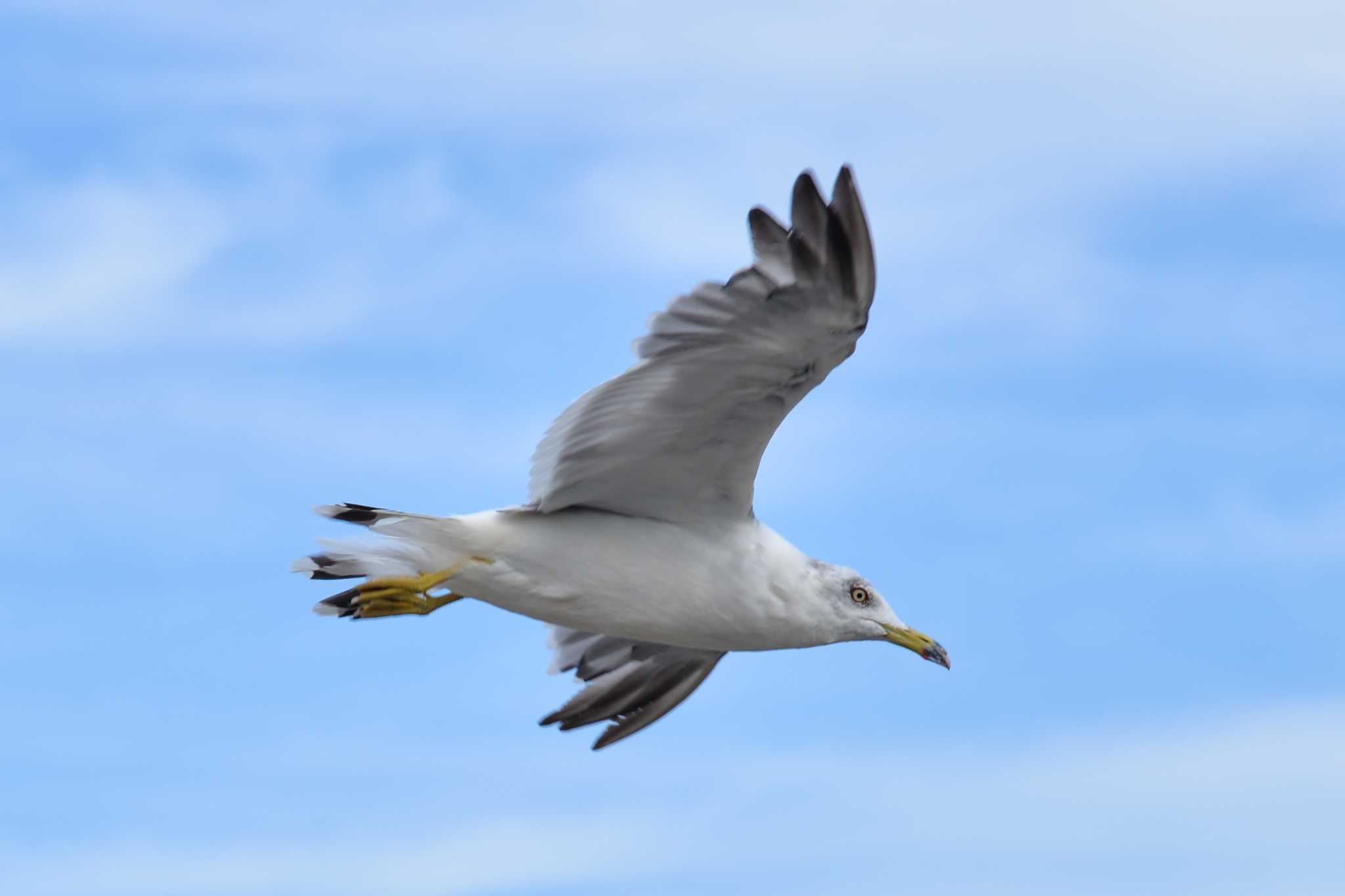 Photo of Black-tailed Gull at 本宮ロードパーク by Yokai