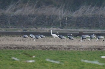 Fri, 1/20/2023 Birding report at Izumi Crane Observation Center