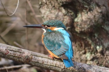 カワセミ 石神井公園 2023年1月22日(日)