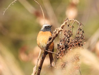 Daurian Redstart 塩沢渓谷 Fri, 12/30/2022