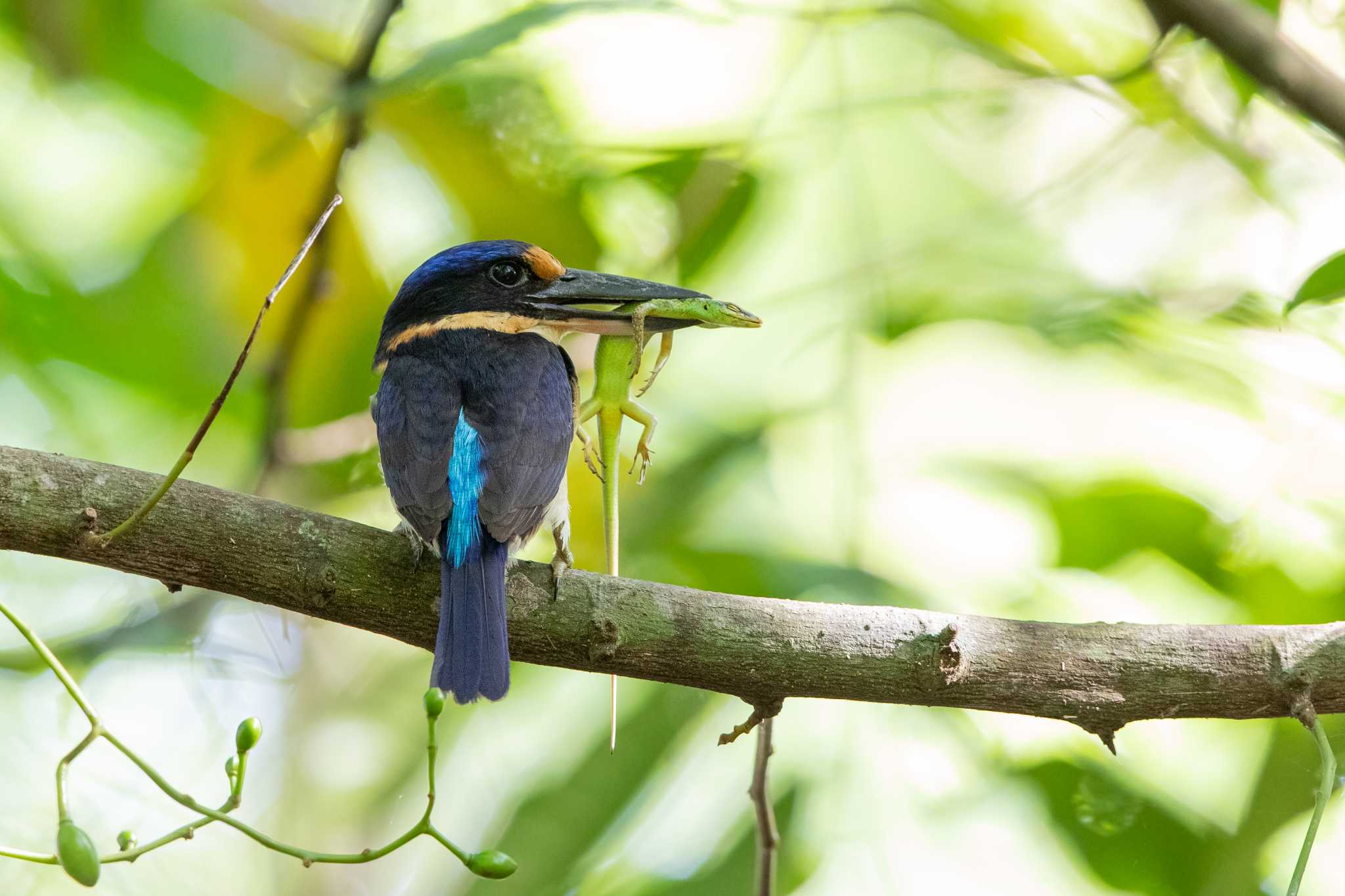 Photo of Winchell's Kingfisher at Bohol Biodiversity Complex by Trio