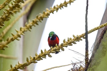 Purple-throated Sunbird