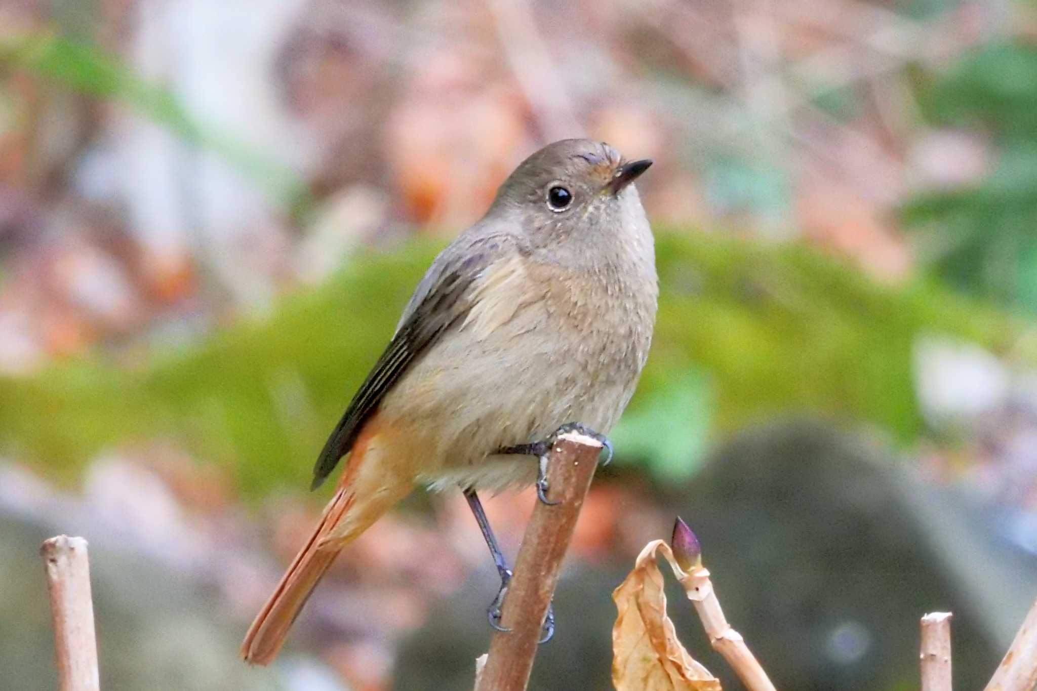 Daurian Redstart