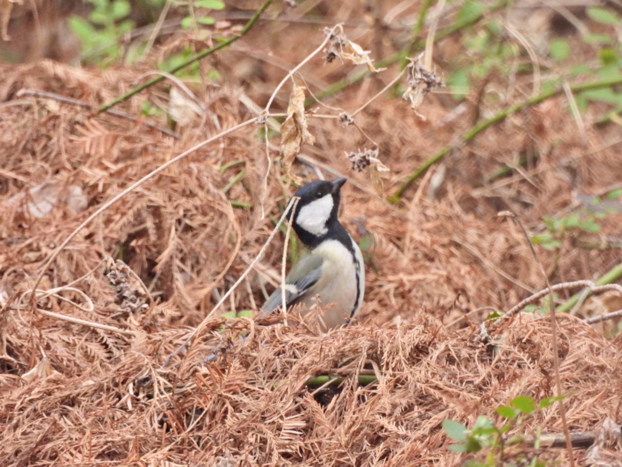 シジュウカラ