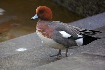 ヒドリガモ 富岡並木ふなだまり公園 2023年1月27日(金)