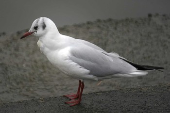 ユリカモメ 富岡並木ふなだまり公園 2023年1月27日(金)