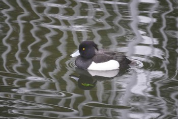 キンクロハジロ 富岡並木ふなだまり公園 2023年1月27日(金)