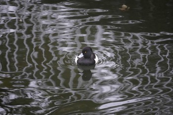 キンクロハジロ 富岡並木ふなだまり公園 2023年1月27日(金)