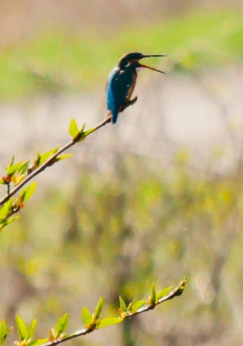 Common Kingfisher 熊本県阿蘇市 Mon, 4/2/2018