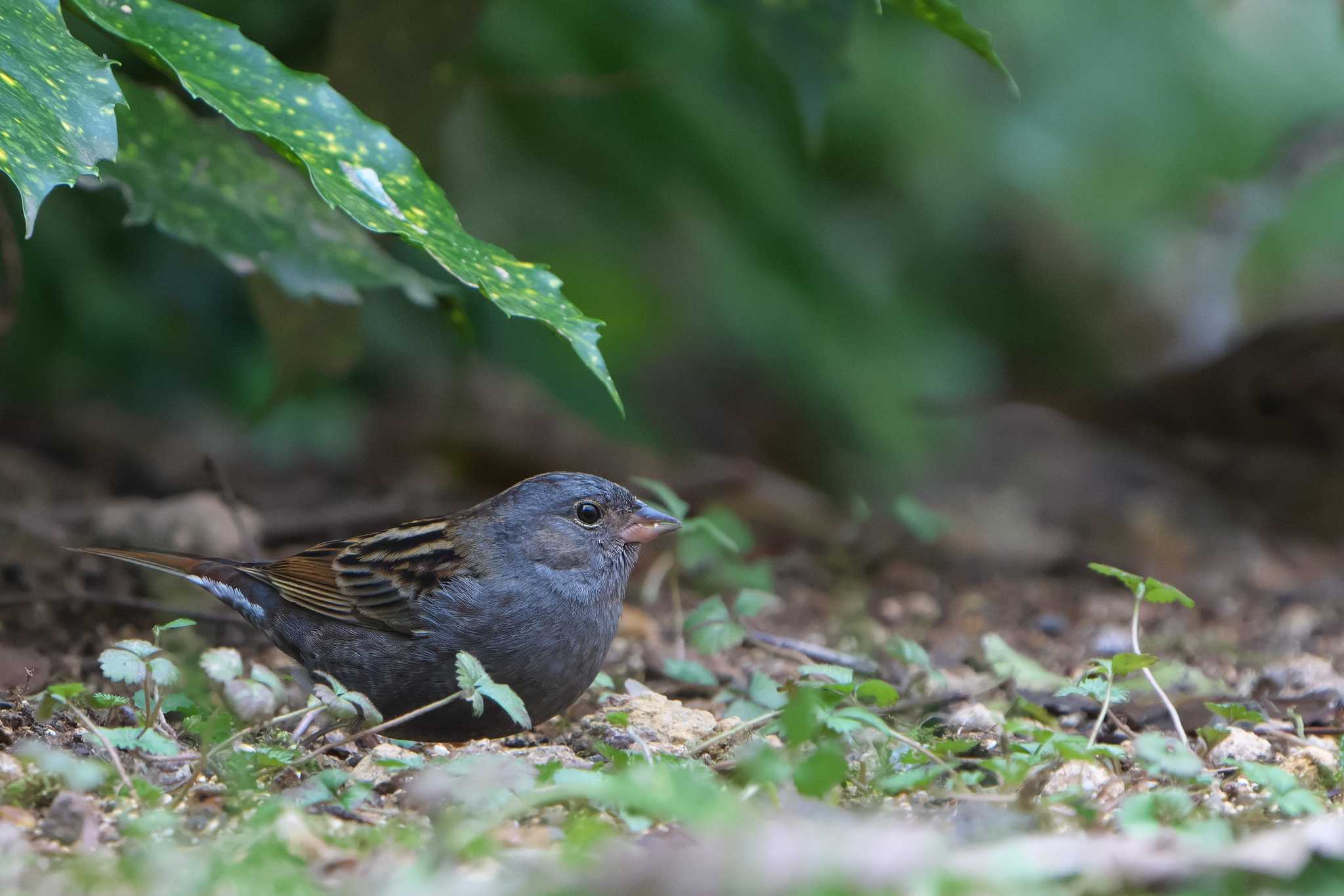 Grey Bunting