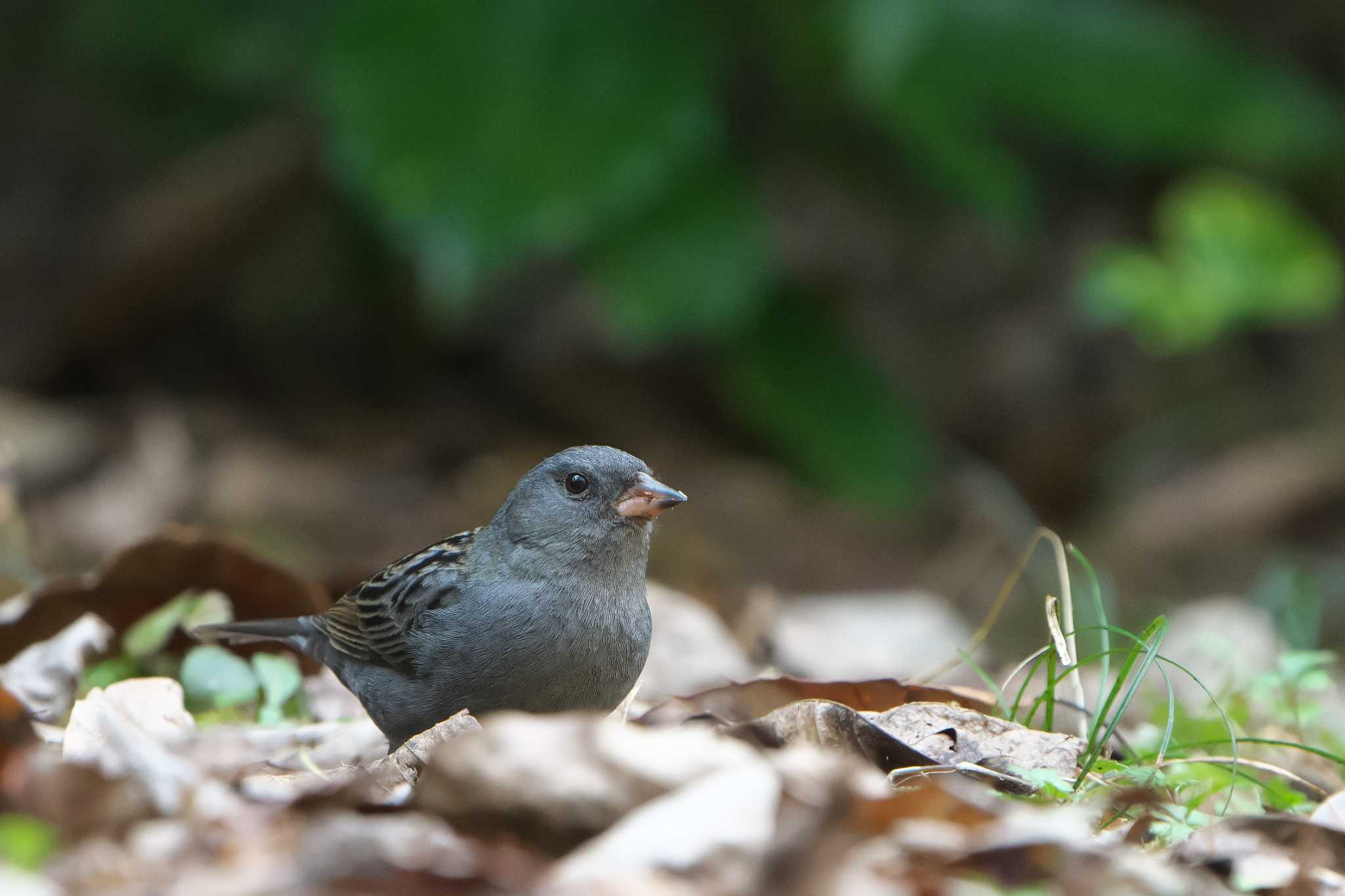 Grey Bunting