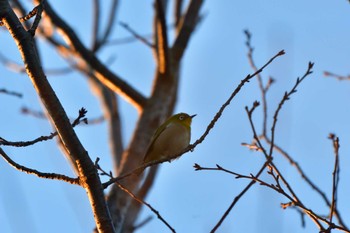 メジロ 長浜公園 2023年1月28日(土)