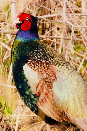 Green Pheasant 熊本県阿蘇市 Sun, 4/1/2018