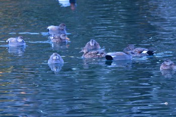 オカヨシガモ 長浜公園 2023年1月28日(土)