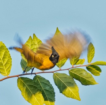 Black-crested Bulbul Khao Mai Keao Reservation Park Fri, 1/27/2023