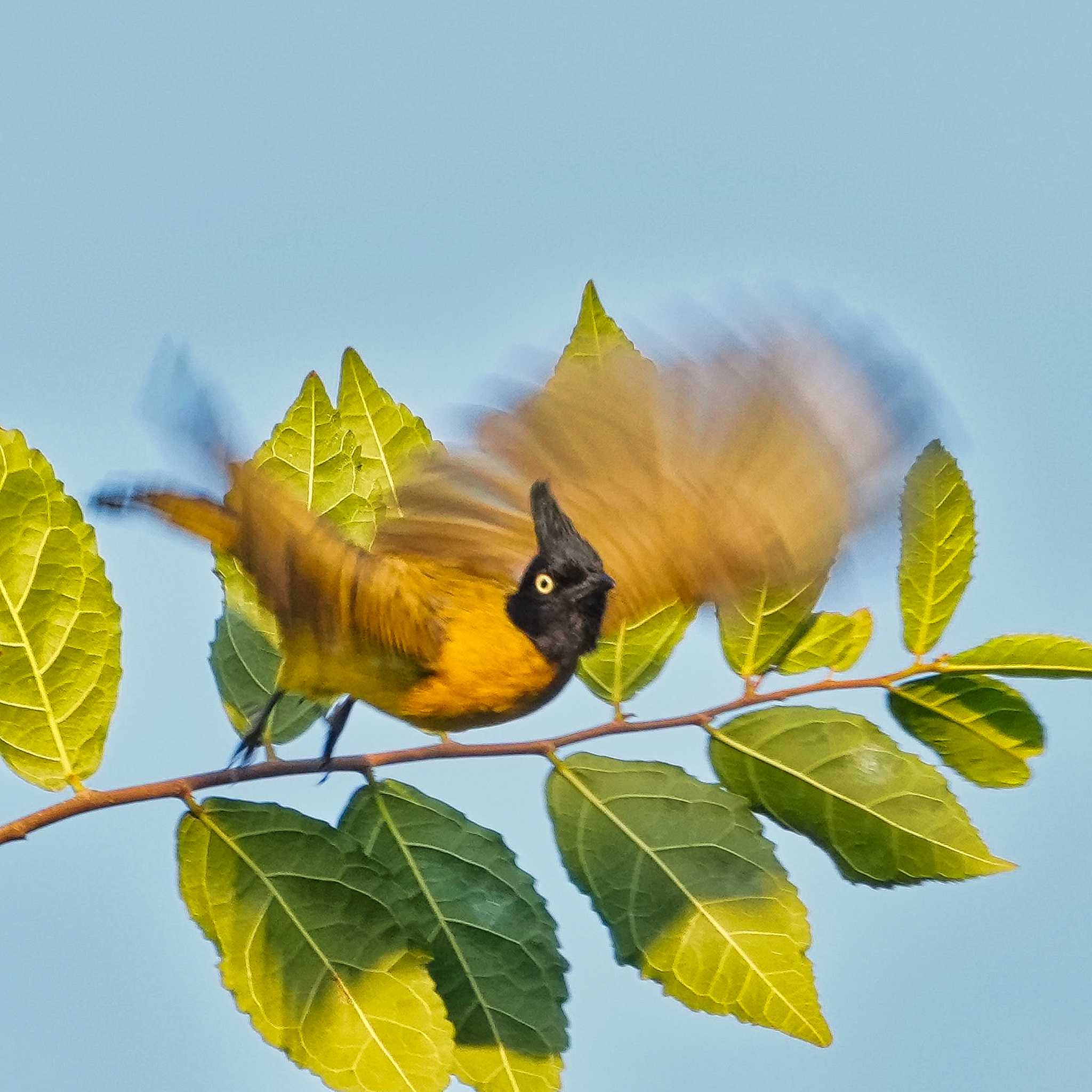 Photo of Black-crested Bulbul at Khao Mai Keao Reservation Park by span265