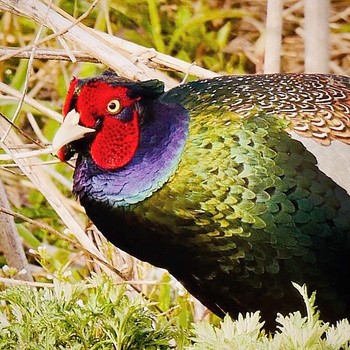 Green Pheasant 熊本県阿蘇市 Sun, 4/1/2018