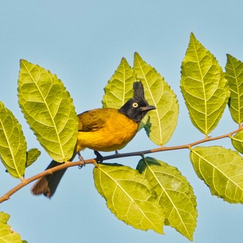 Black-crested Bulbul Khao Mai Keao Reservation Park Fri, 1/27/2023