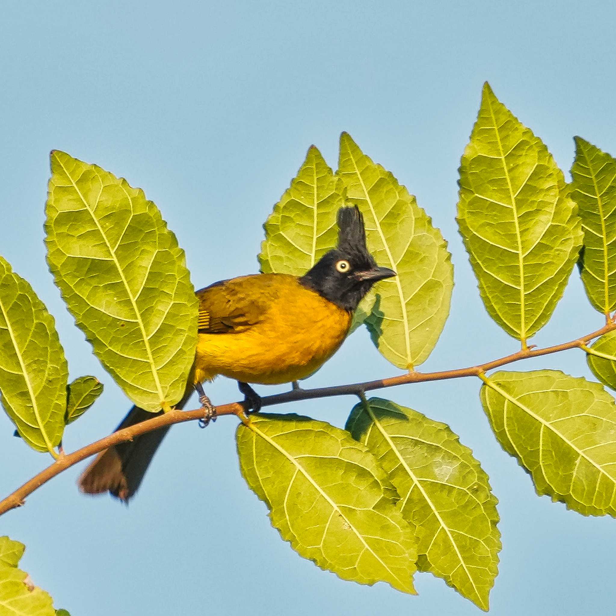 Black-crested Bulbul