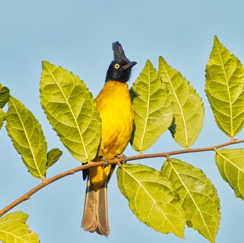 Black-crested Bulbul Khao Mai Keao Reservation Park Fri, 1/27/2023