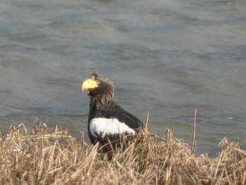 2022年12月27日(火) 野付半島の野鳥観察記録