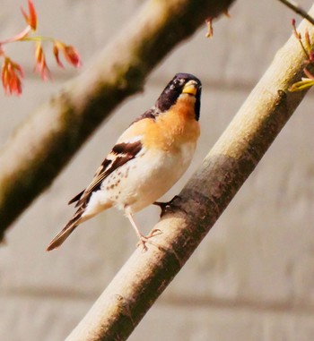 Brambling 熊本県阿蘇市 Sun, 4/1/2018