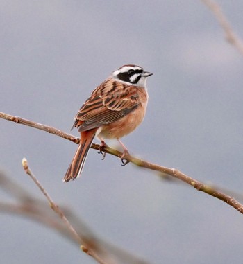 Meadow Bunting 熊本県阿蘇市 Fri, 4/6/2018