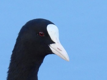 2023年1月28日(土) 埼玉県さいたま市の野鳥観察記録