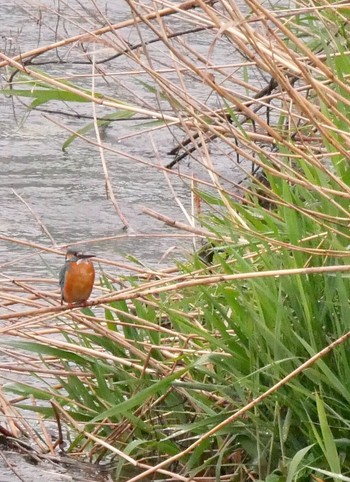 Common Kingfisher 熊本県阿蘇市 Fri, 4/6/2018