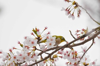 Warbling White-eye 福島市小鳥の森 Sat, 4/7/2018