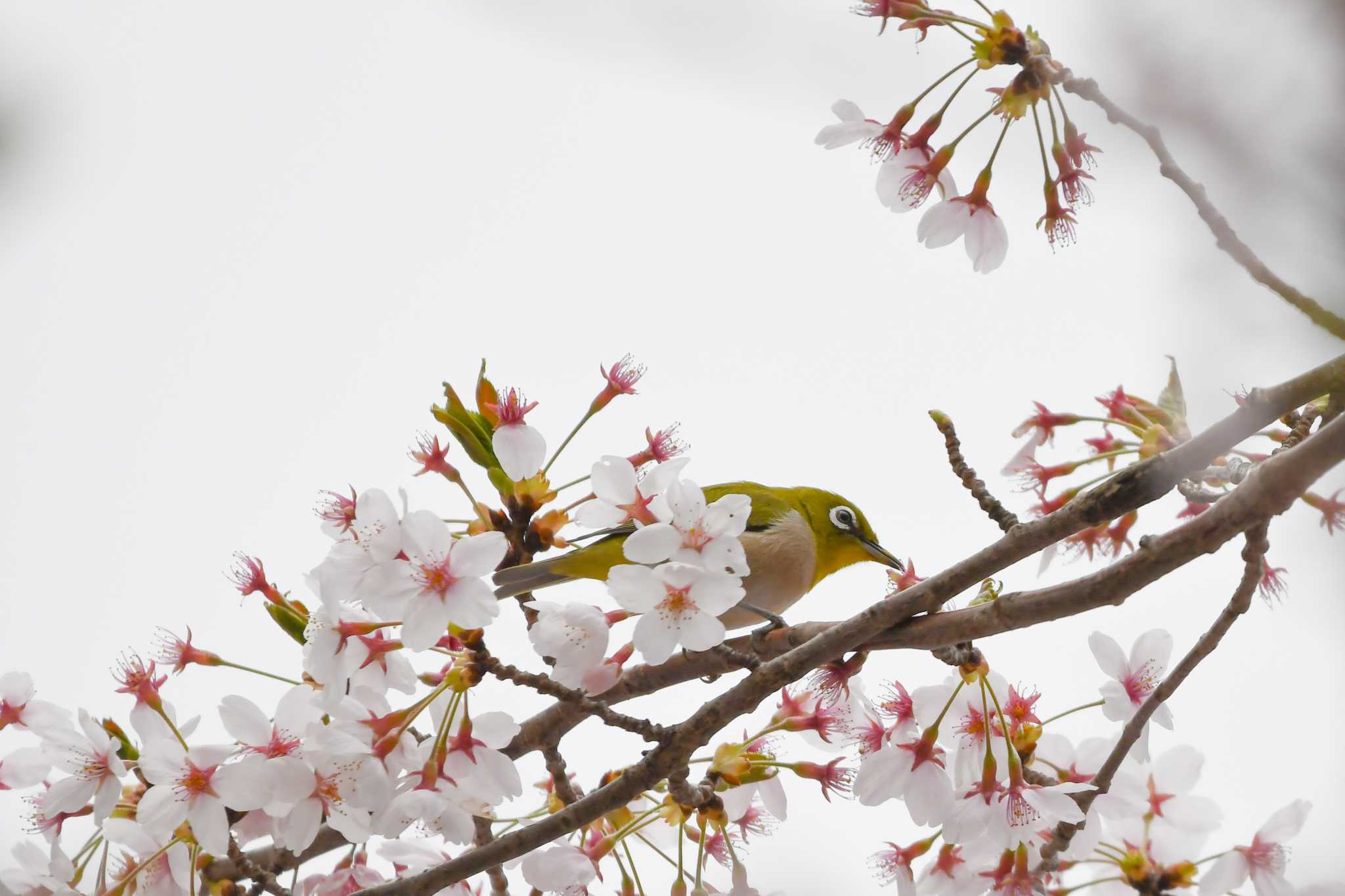 Photo of Warbling White-eye at 福島市小鳥の森 by 024minion