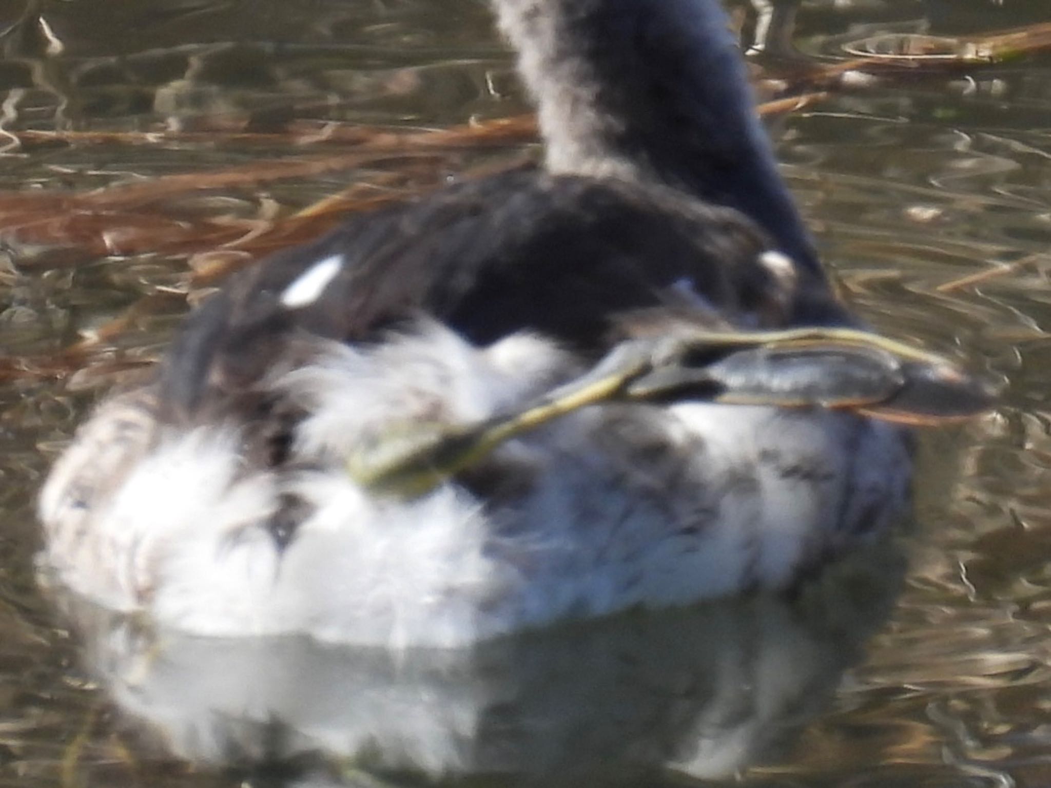 カンムリカイツブリ