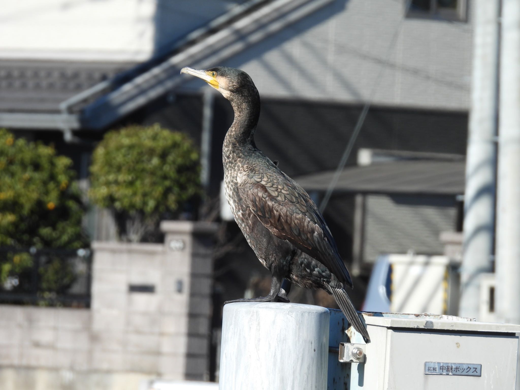 埼玉県さいたま市 カワウの写真 by ツピ太郎