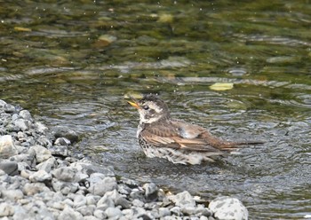 ツグミ 野川 2018年4月1日(日)