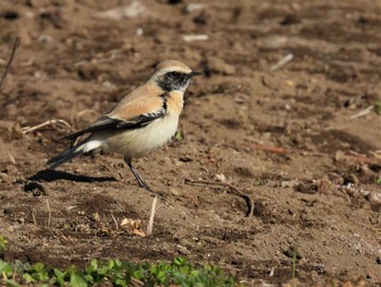 2023年1月28日(土) 神奈川県の野鳥観察記録